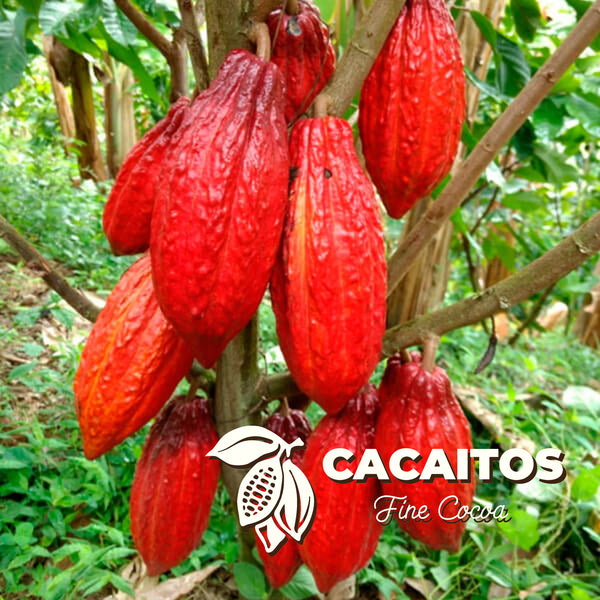 San Vicente Beans (25 Kg)