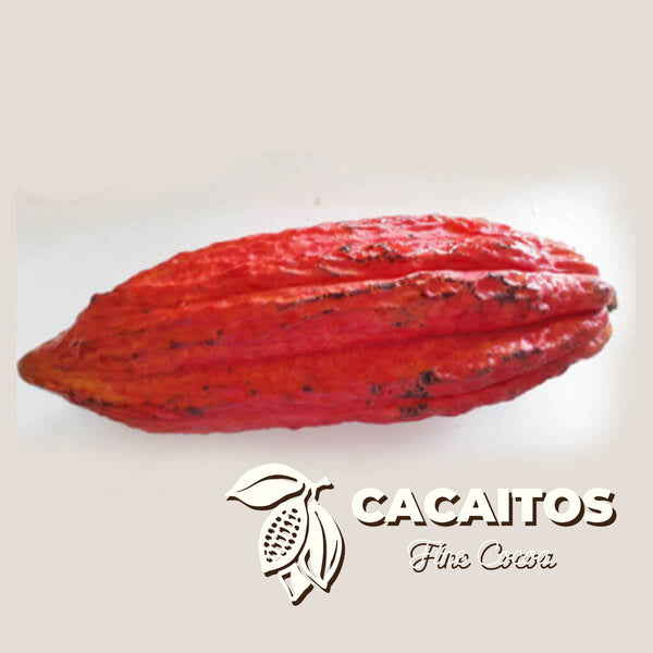 San Vicente Beans (25 Kg)