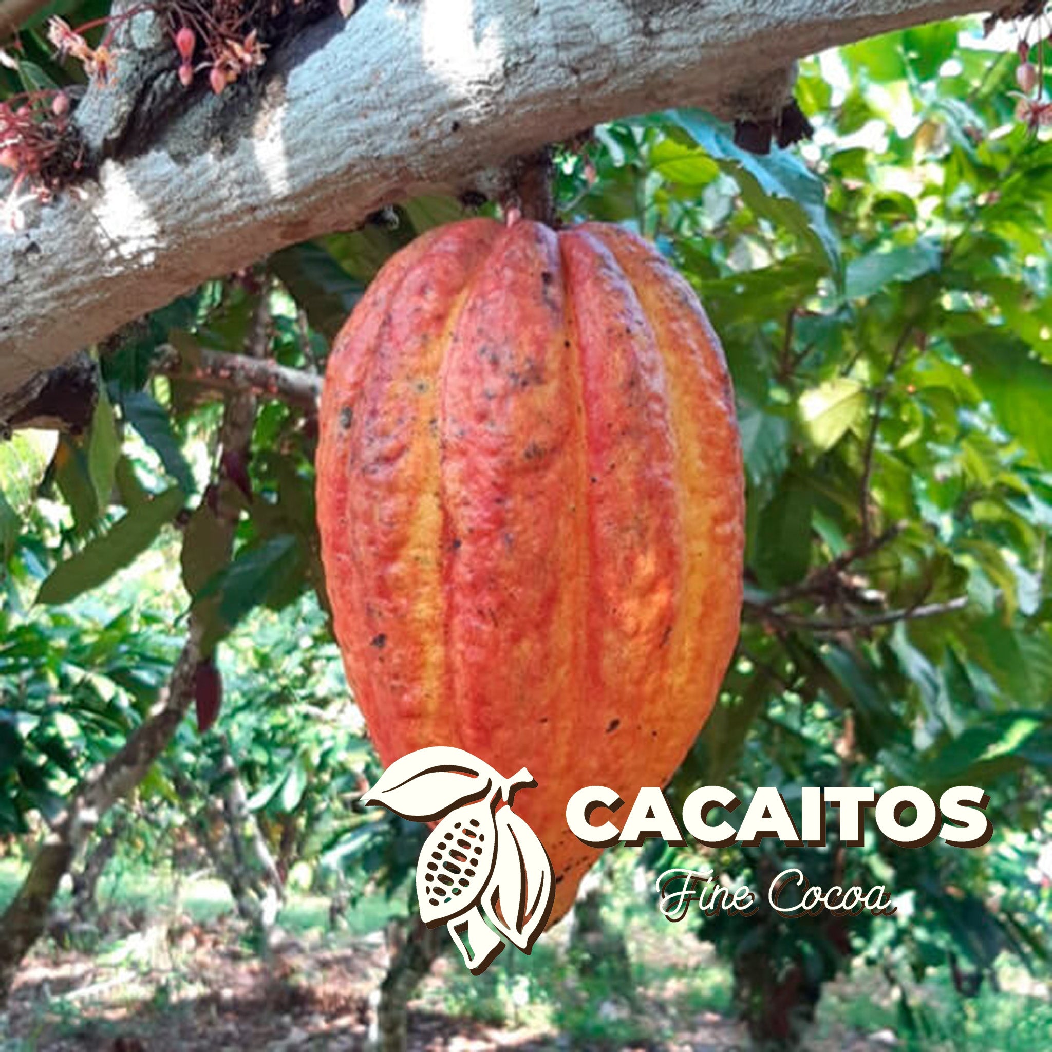 Ariari Cacao Beans (25 Kg bag)