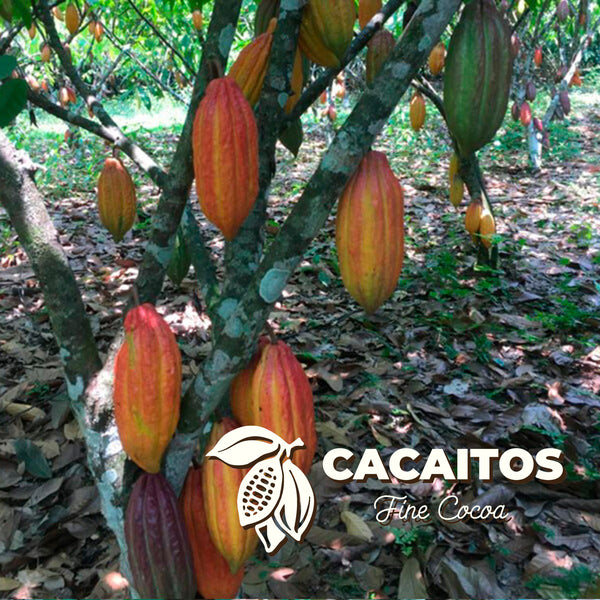 Arauquita Cacao Beans (25 Kg bag)