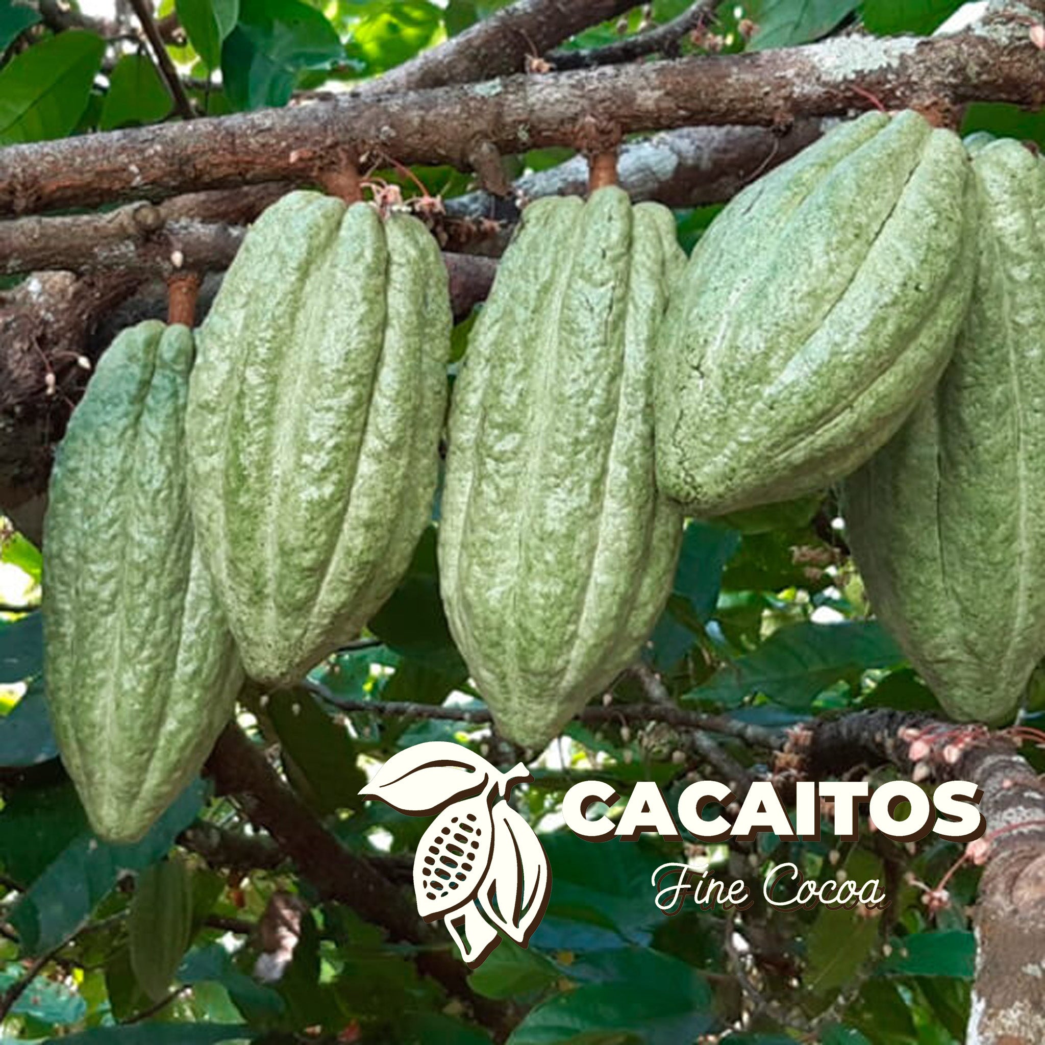 Ariari Cacao Beans (25 Kg bag)